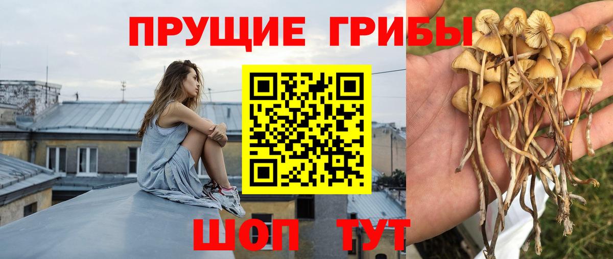 цены наркотик  Вход с VPN  Павловский Посад  Псилоцибиновые грибы Cubensis 